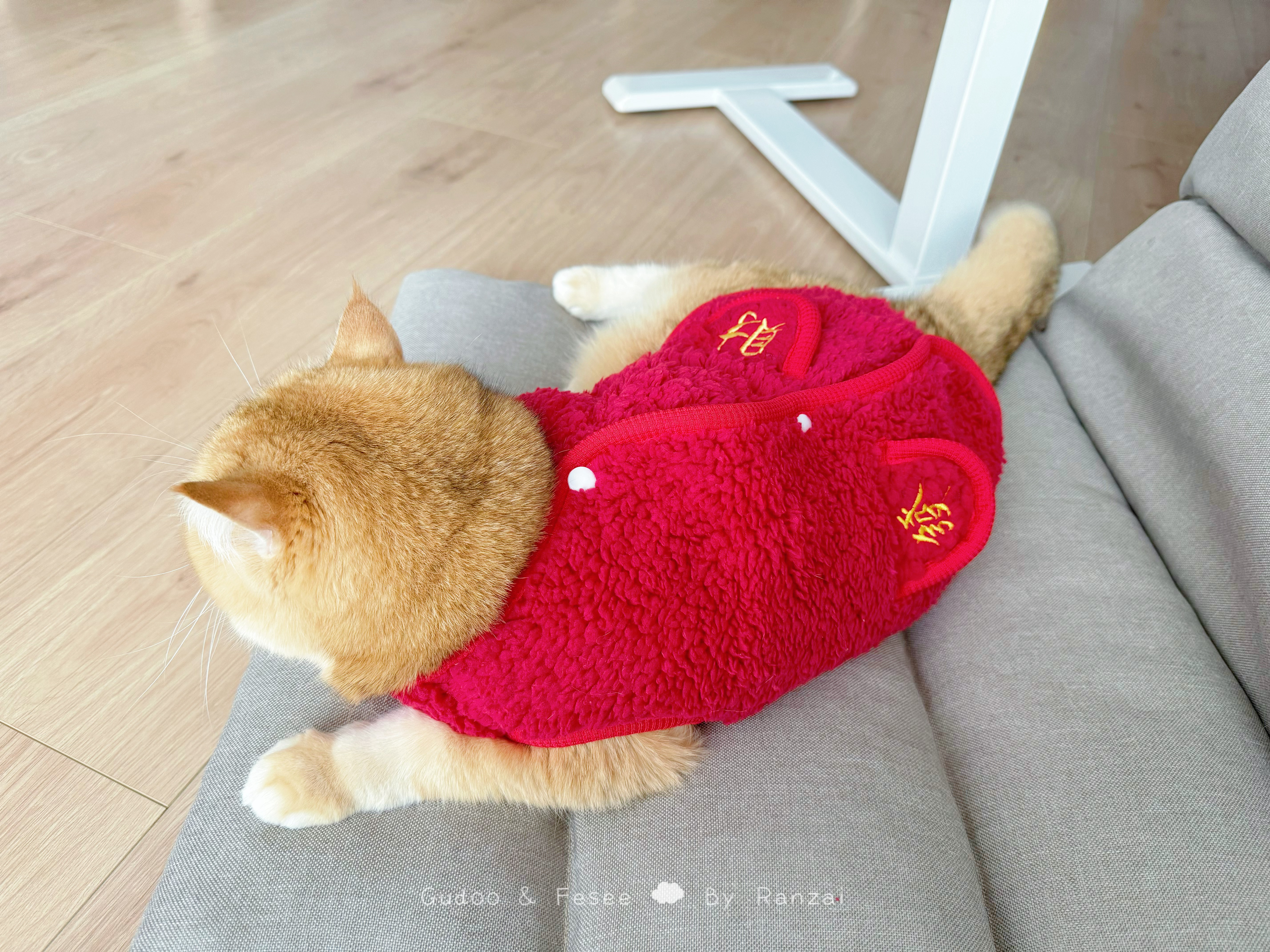 饭头e送的发财战袍[哇]#菇冬怎么肥四[超话]##萌宠初冬日记# ​​​
