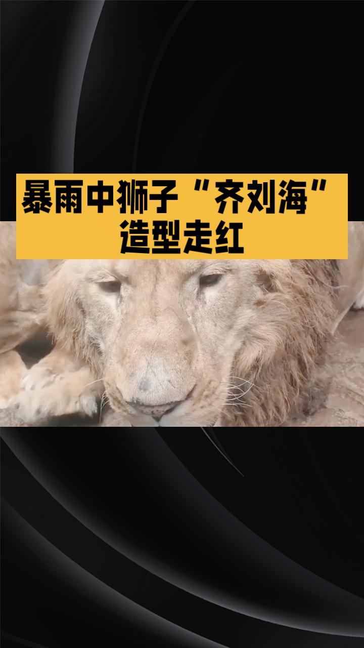 暴雨中狮子“齐刘海”造型走红，是自然习性还是管理疏忽？
近日，广州遭遇强对流天气