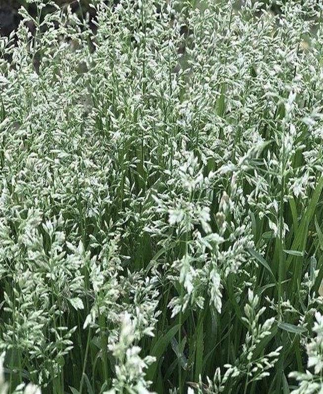 今天拍下了一种野生的小草——星星草。
星星草大家应该都不陌生，农村遍地都是，城市