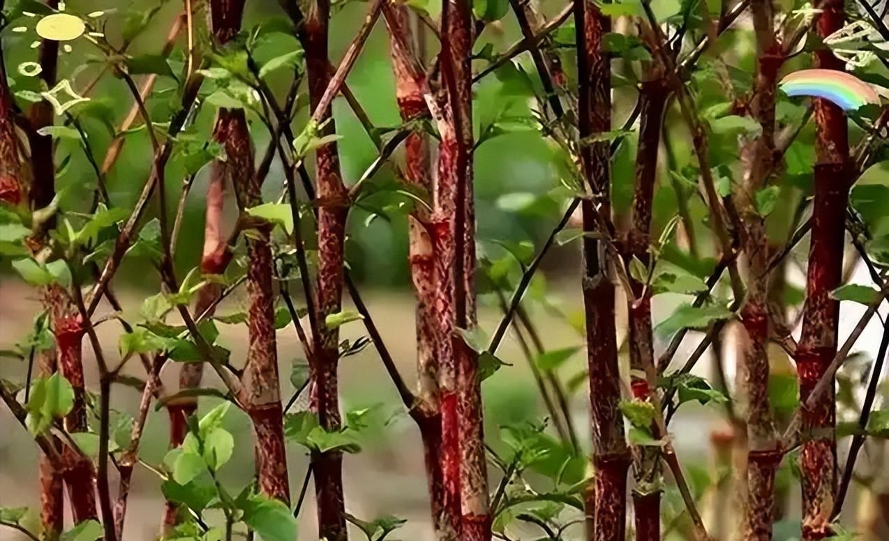 令英国痛苦的“入侵花”，在中国沦为咸菜，吃到人工种植成笑谈 。

同样是虎杖，在