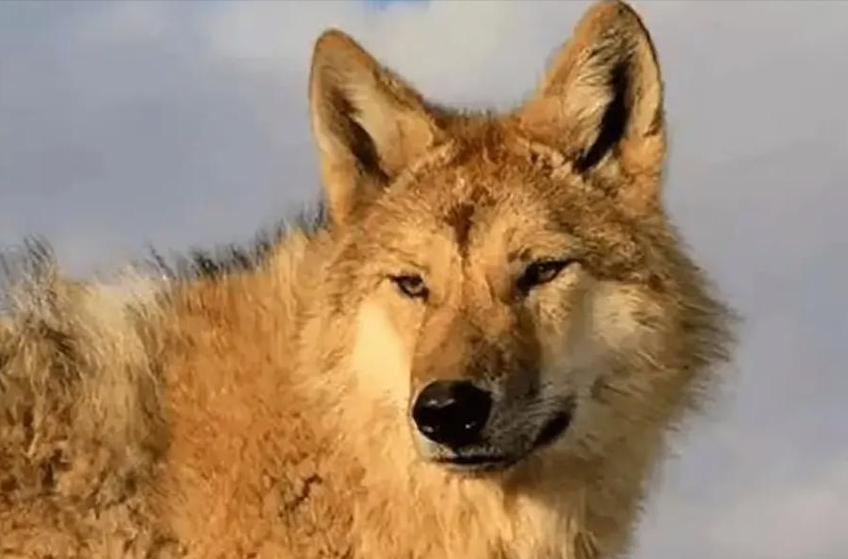 最近被网上两件事感动的一塌糊涂。
一件是狼王格林，一件是李亚鹏。
这两件事共同的