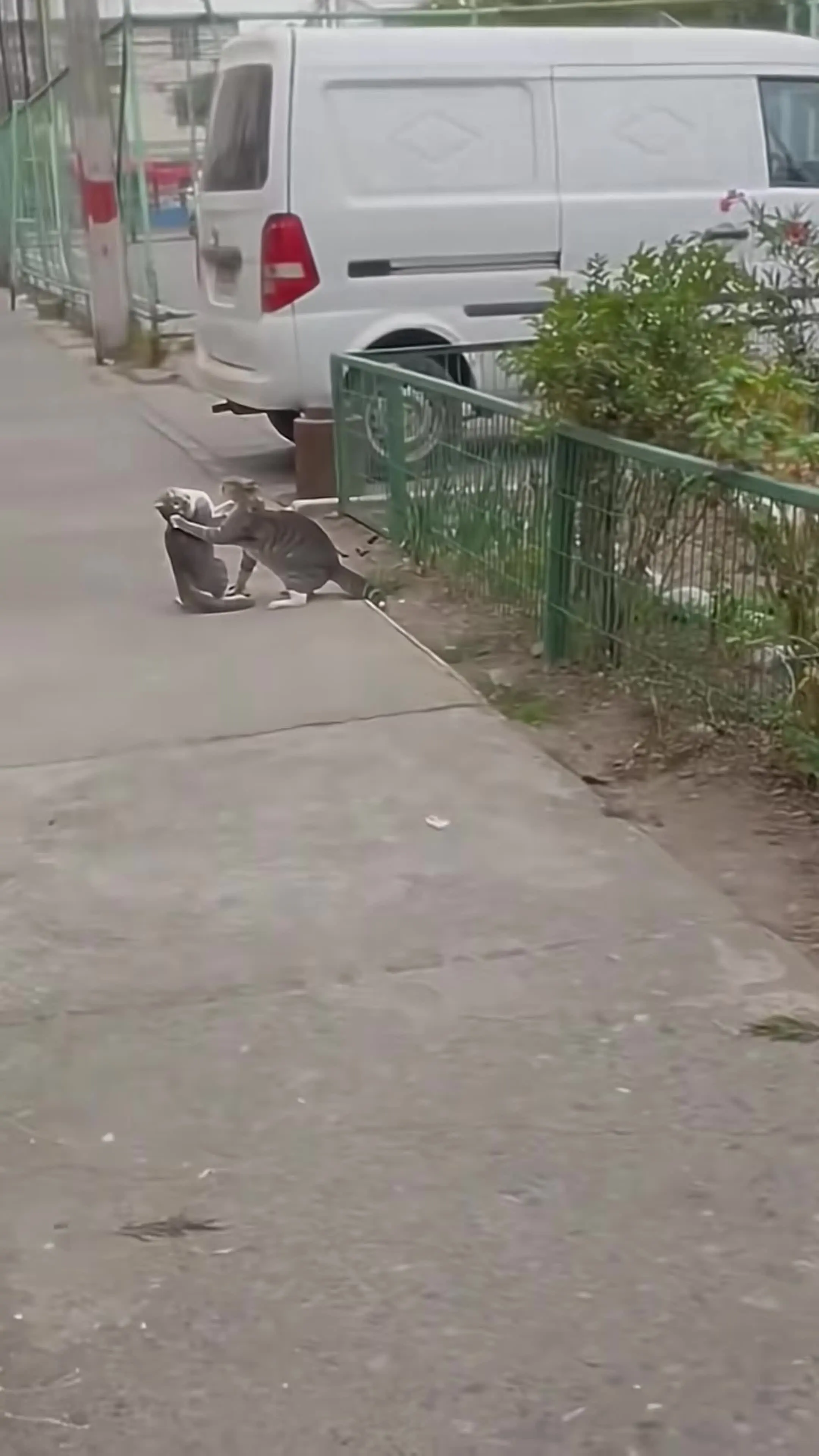 🐱：服不服？！！ 一身傲骨入世俗