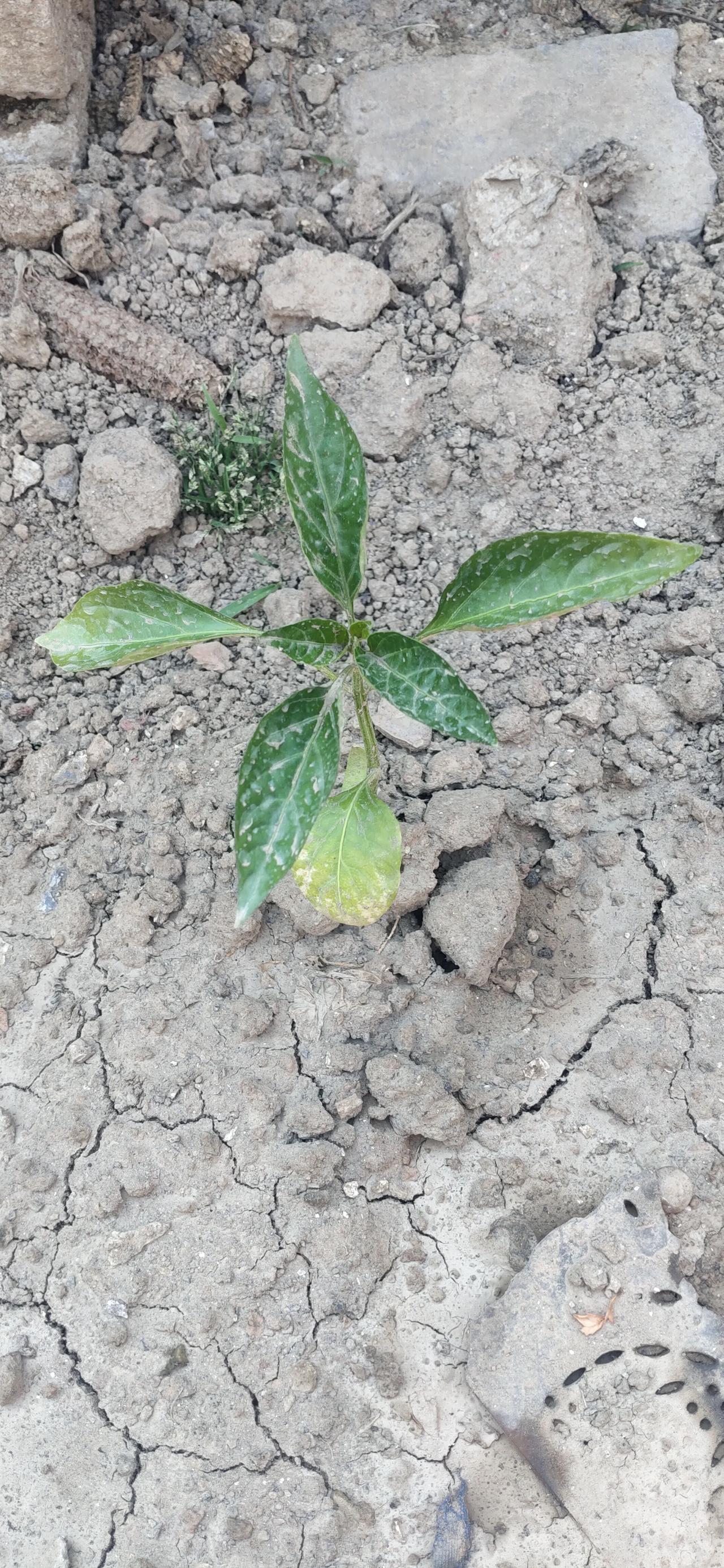 什么时候下点雨呢？
最近不知道怎么了，山西婆家这边玉米苗已经有小腿这么高了，可惜