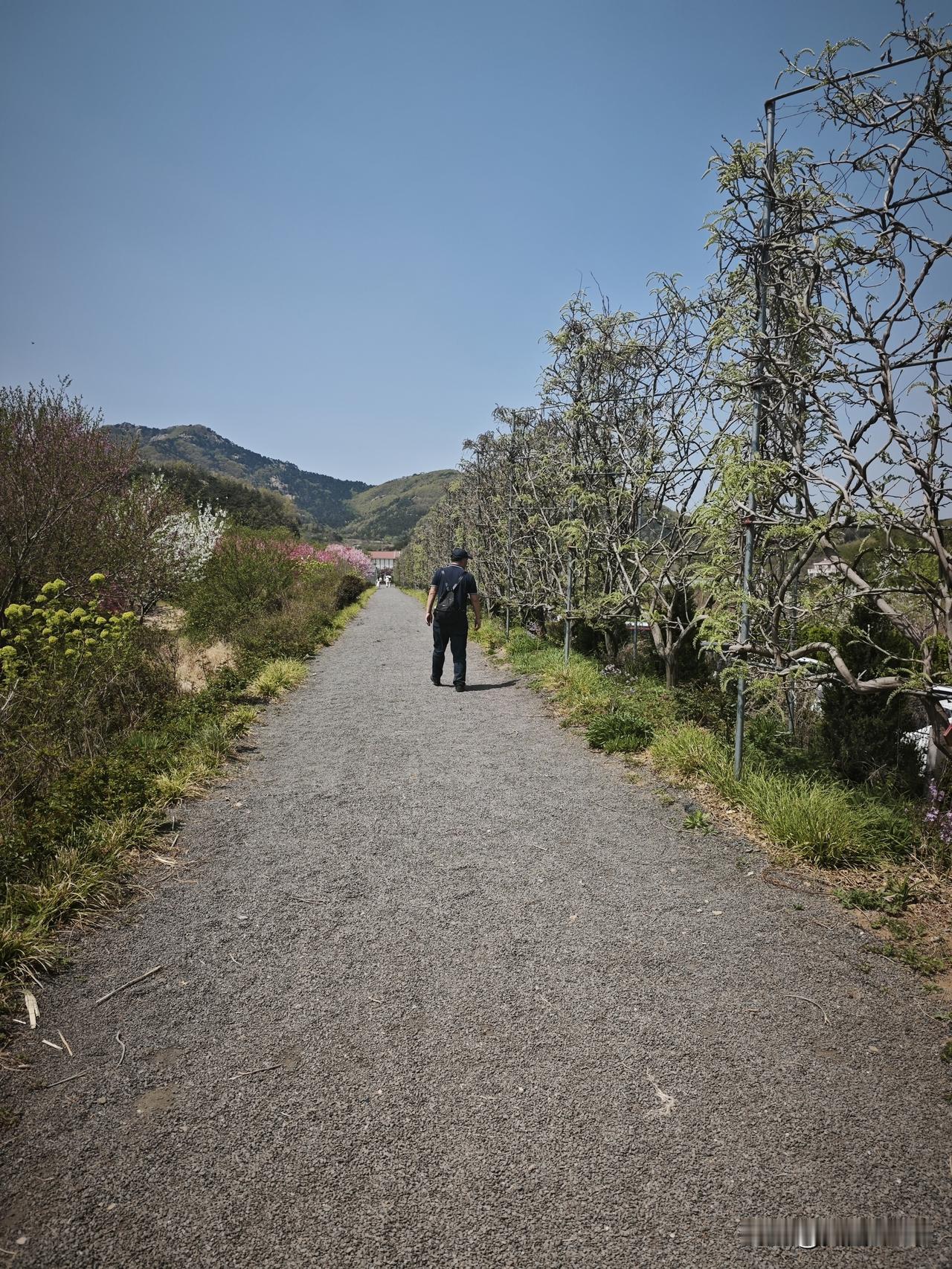 今天4月15号，打卡黄岛无比方花园。我给大家一个最权威的建议，紫藤没有开，不要被