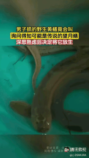 男子抓到了几条黄鳝，放在塑料桶里，准备养几天之后做成美味的佳肴，谁知道前几天男子