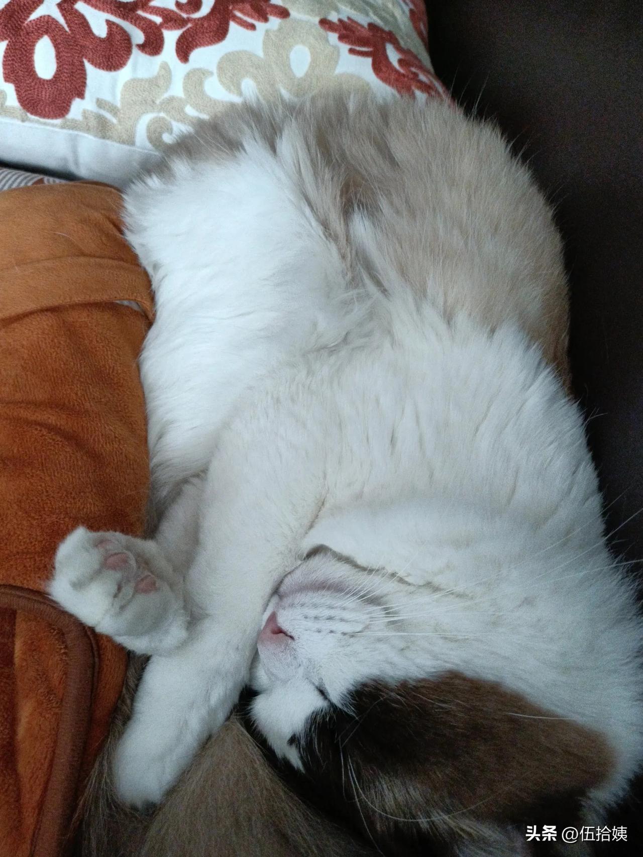 像个人一样，侧躺着睡，还把手举着遮脸上（图一）[呲牙]
翻个身，继续睡，把手夹在