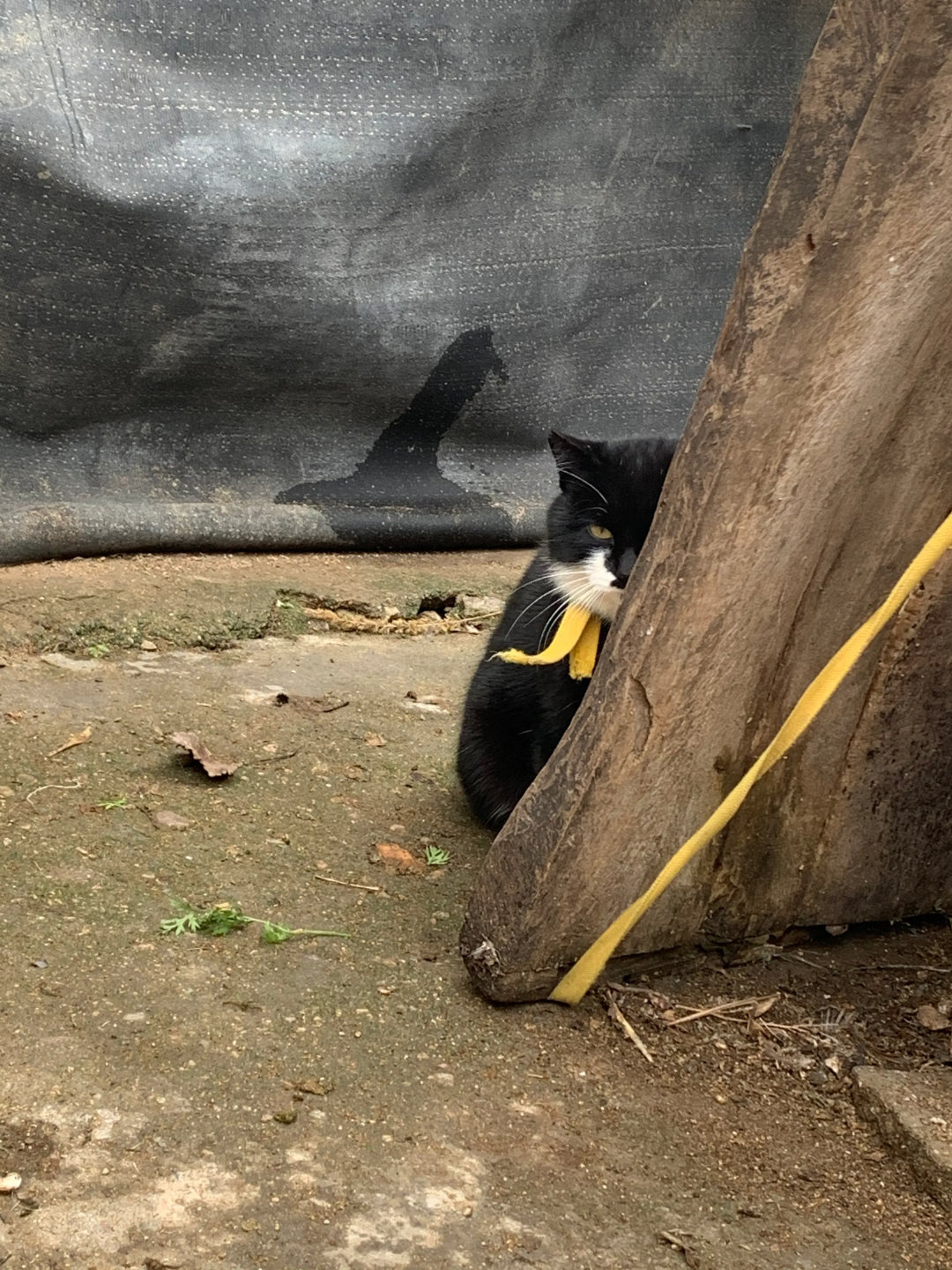 网友：婆婆家的大胖猫，猫猫祟祟的！