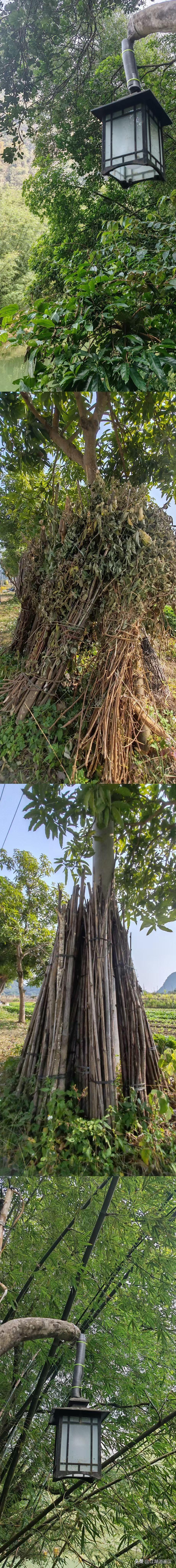 打卡南方小城清远市冬日生活打卡季 南方有风景 广东清远市