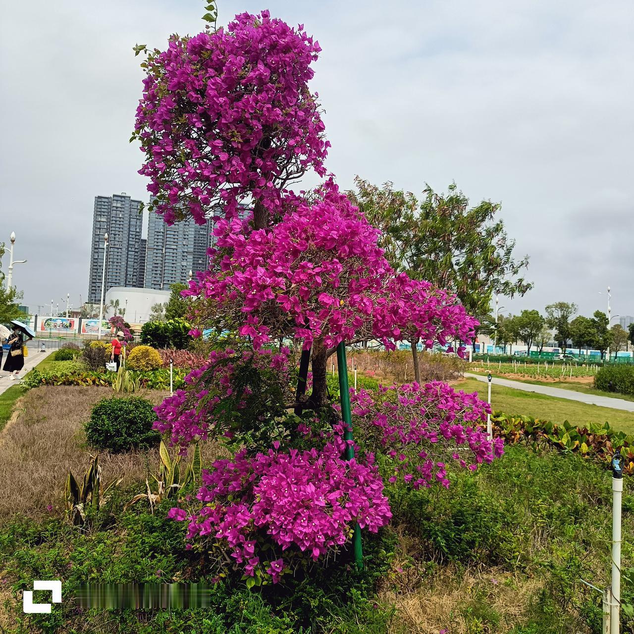 今天出来滨海湾花海里玩，很漂亮的花