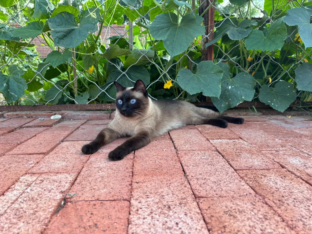 你家猫咪有这么会看么？🐱