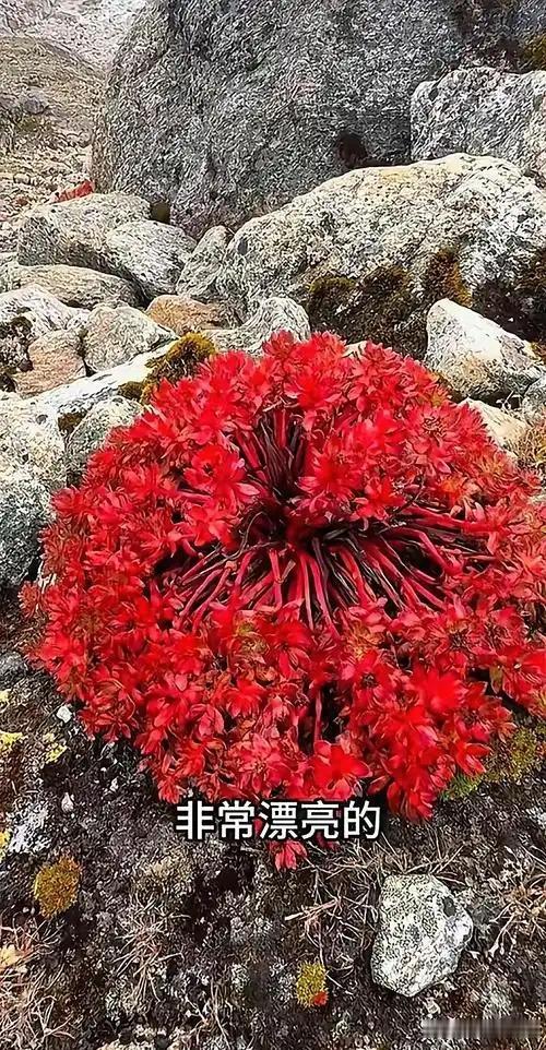 “培元固本散”有“十九畏”之“人参畏五灵脂”
✅是传统配伍禁忌‌，源于明代刘纯《