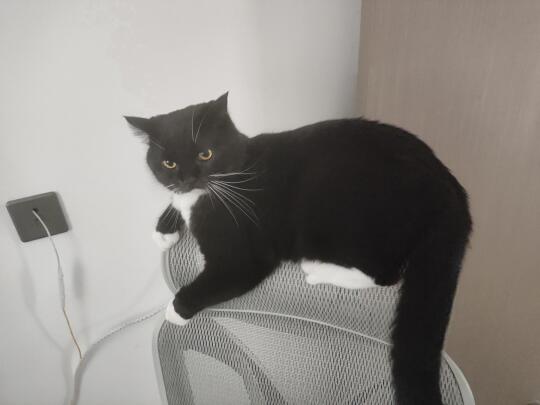 20％龙颜小怒奶牛猫