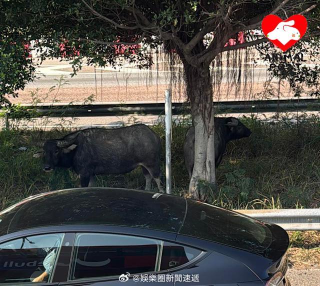 要爱护动物香港法律 「涉事車主影片顯示水牛 走出馬路兩秒後被撞 牛牛因骨折終由香