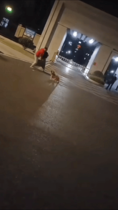笑死我了，你打你的，我打我的！这年头，打架都得带魂兽吗？上海某小区门口，两个女子