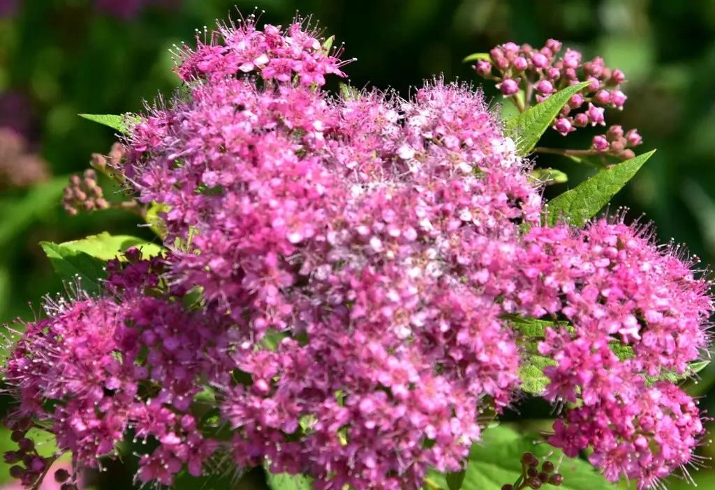 绣线菊花开了
阅景公园的绣线菊花开了，那绣线菊花有什么寓意哪？
绣线菊花寓意着坚
