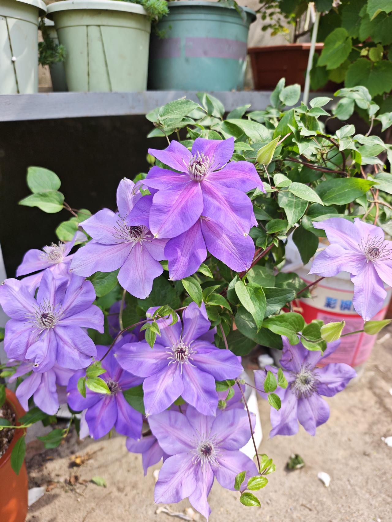 florida Thunb.）是毛茛科铁线莲属草质藤本植物，又名东北铁线莲、架子