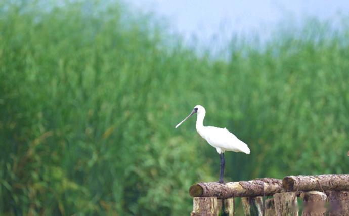 台州玉环迎来一群鸟界的超级贵宾 总面积31.48平方公里，湿地率超90%——这片