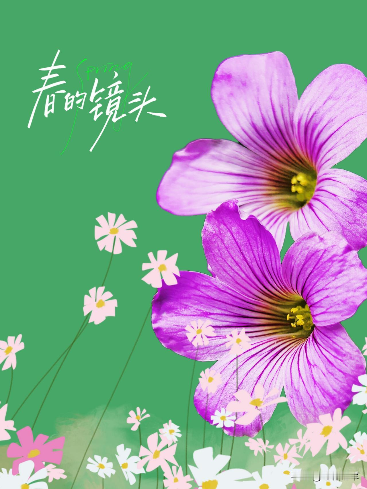 发一张你相册最近拍的花