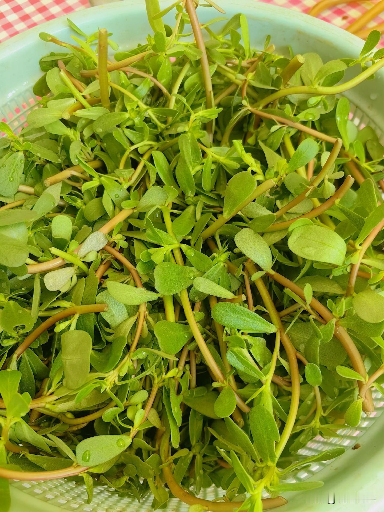 保姆今天又拿来些马蜂菜，
这已经是这十来天的第三次拿了。
只因为前段我说马蜂菜好