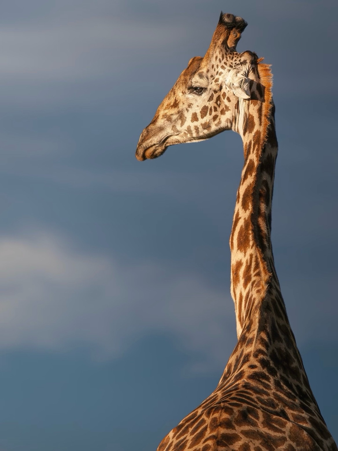 回眸 ​​​