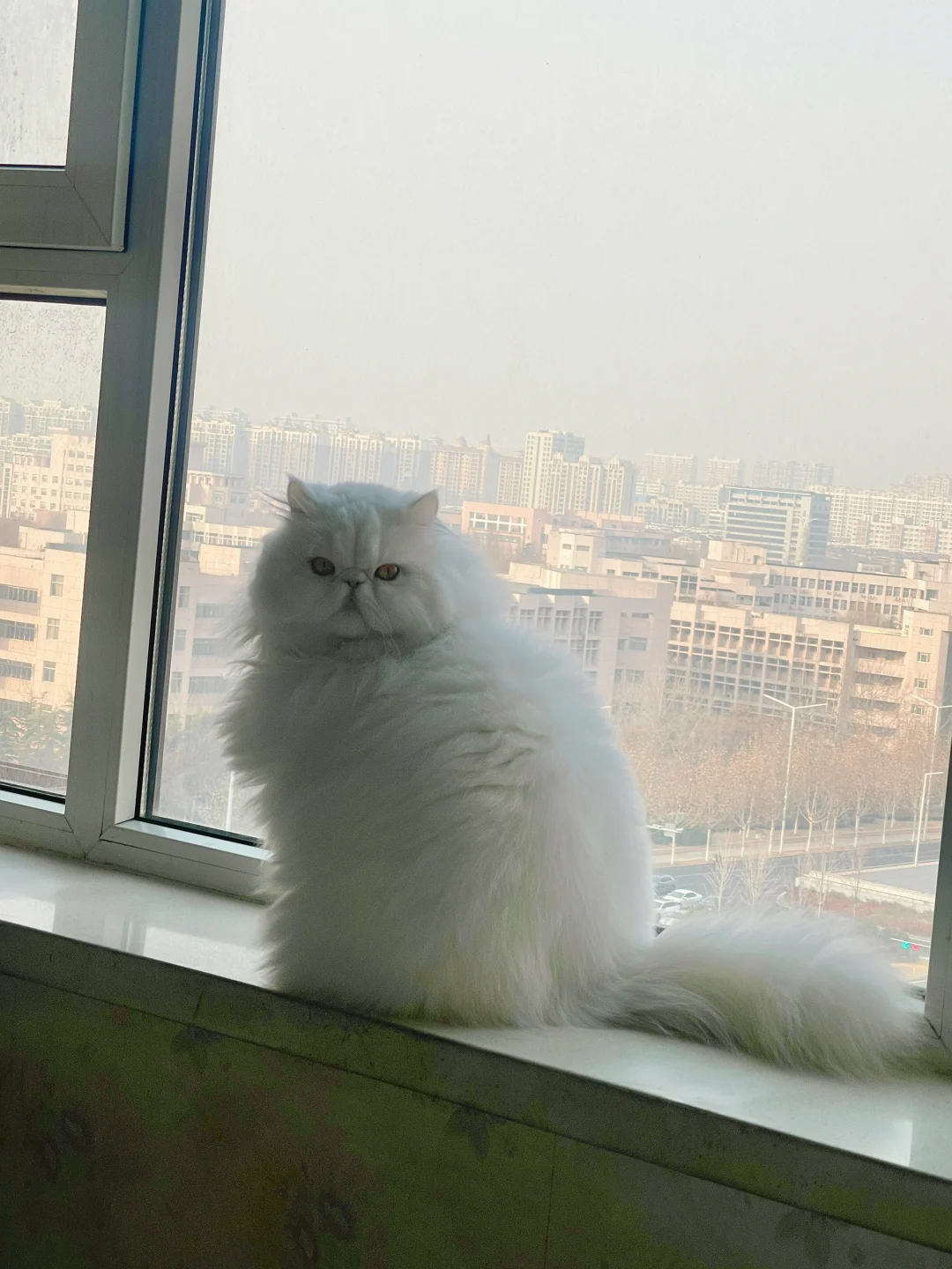 嗯，也是一只猫！