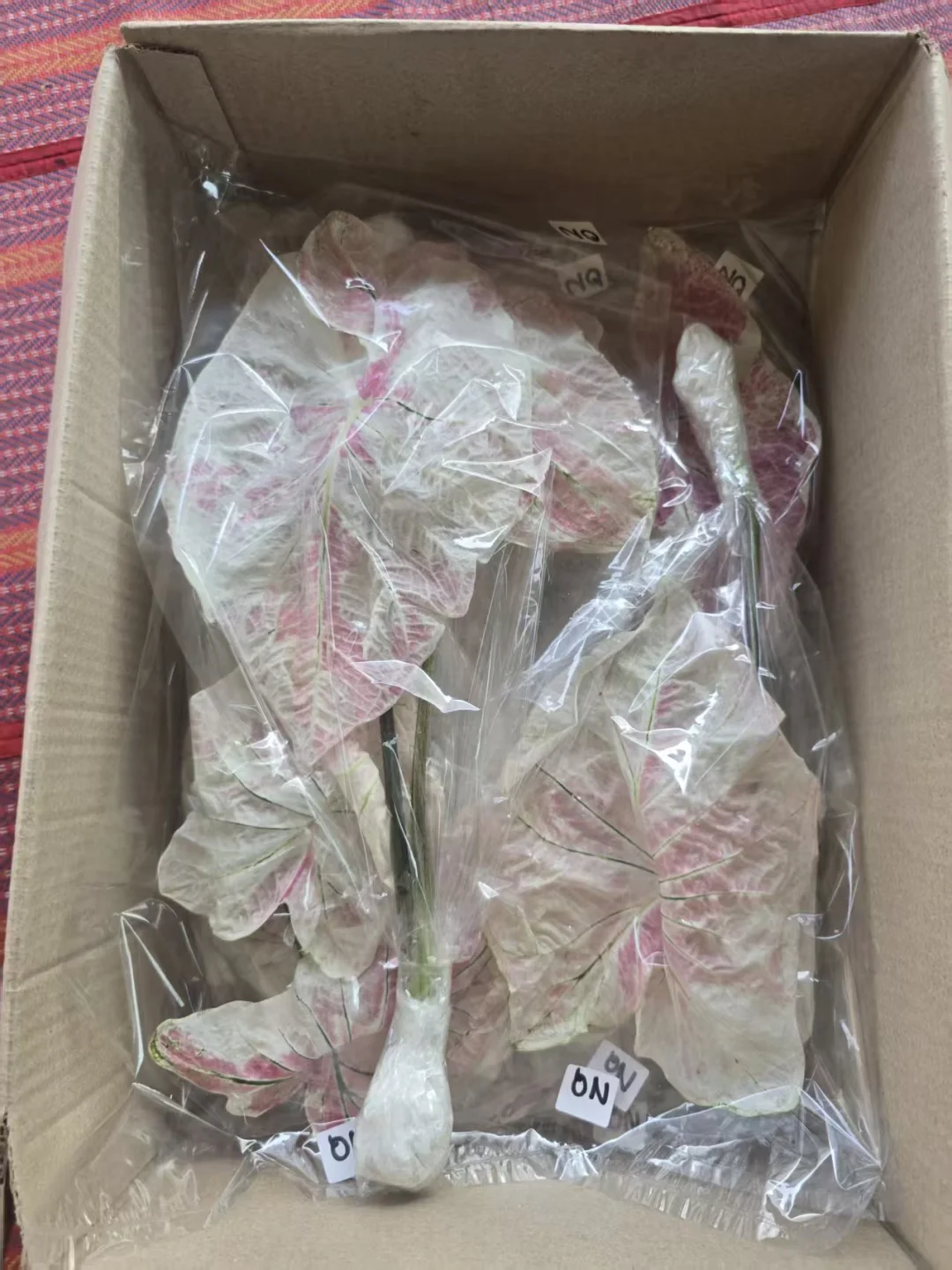 极美乌冬母本准备来啦