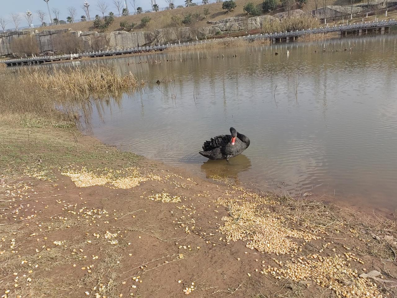 《三合湖冬天里的黑天鹅》
    三合湖的荷花池
    养了几只黑天鹅
   
