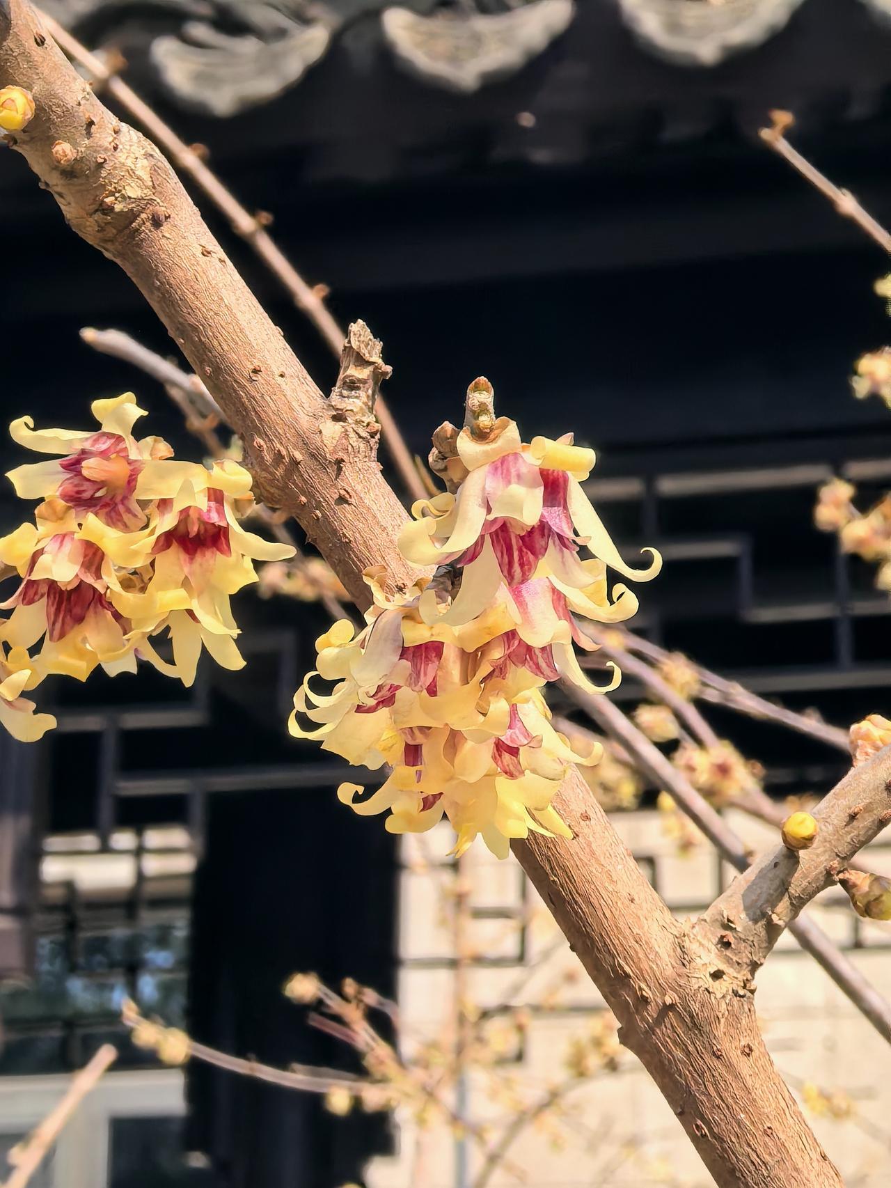 有没有腊梅花的照片发表跟一张呗[呲牙]
