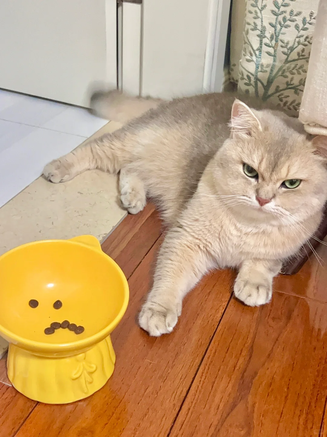 小猫这是什么意思？