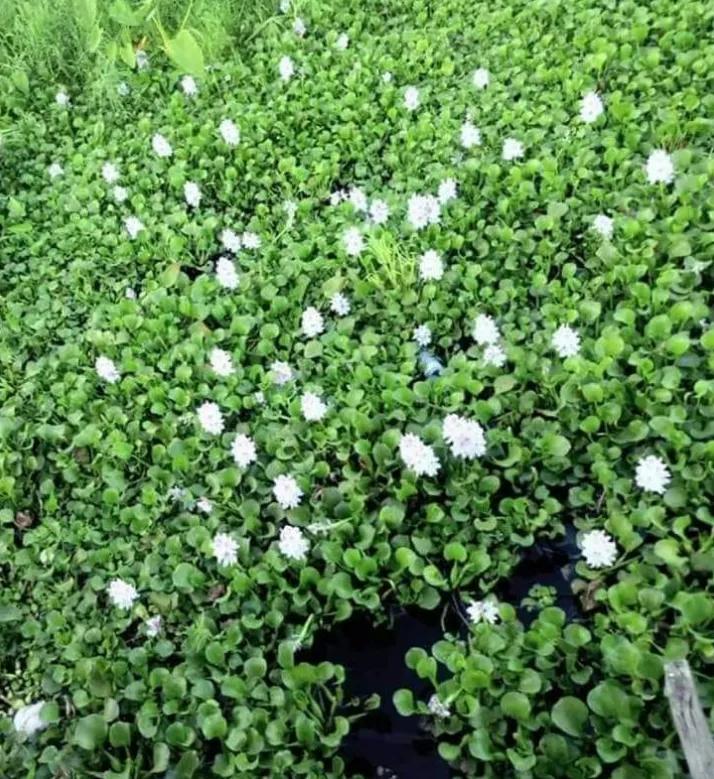 从缅甸掸邦南部娘瑞镇茵莱湖民众处获悉，茵莱湖内因四处飘荡的水葫芦，致使船只通行困