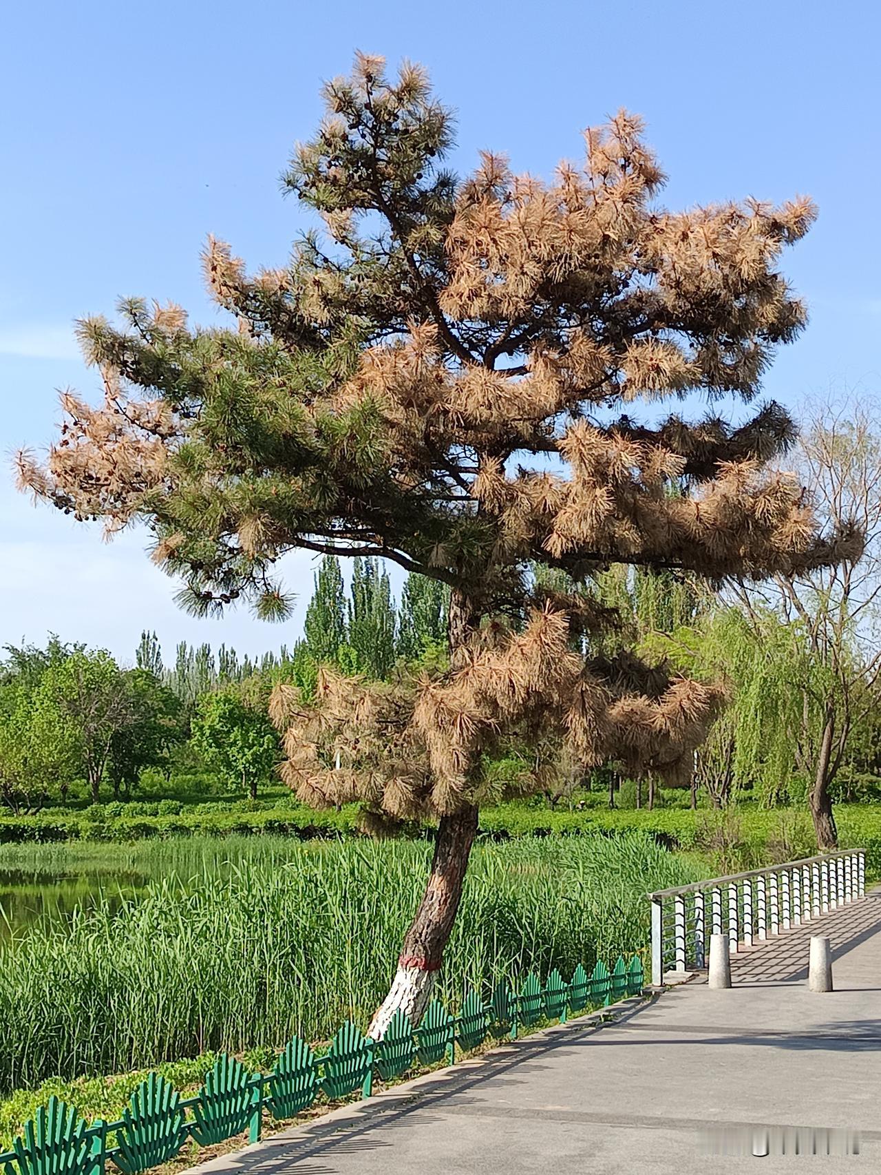 多见山上松，少栽水边松。
湖边松树的针叶发黄枯死，除了正常的新陈代谢外，通常和环