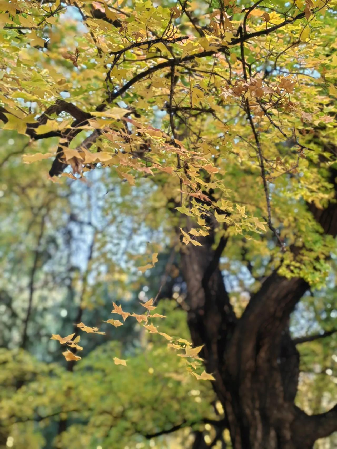 11月，又有啥新政策？
下发了《关于大龄领取失业保险金人员参加企业职工基本养老保