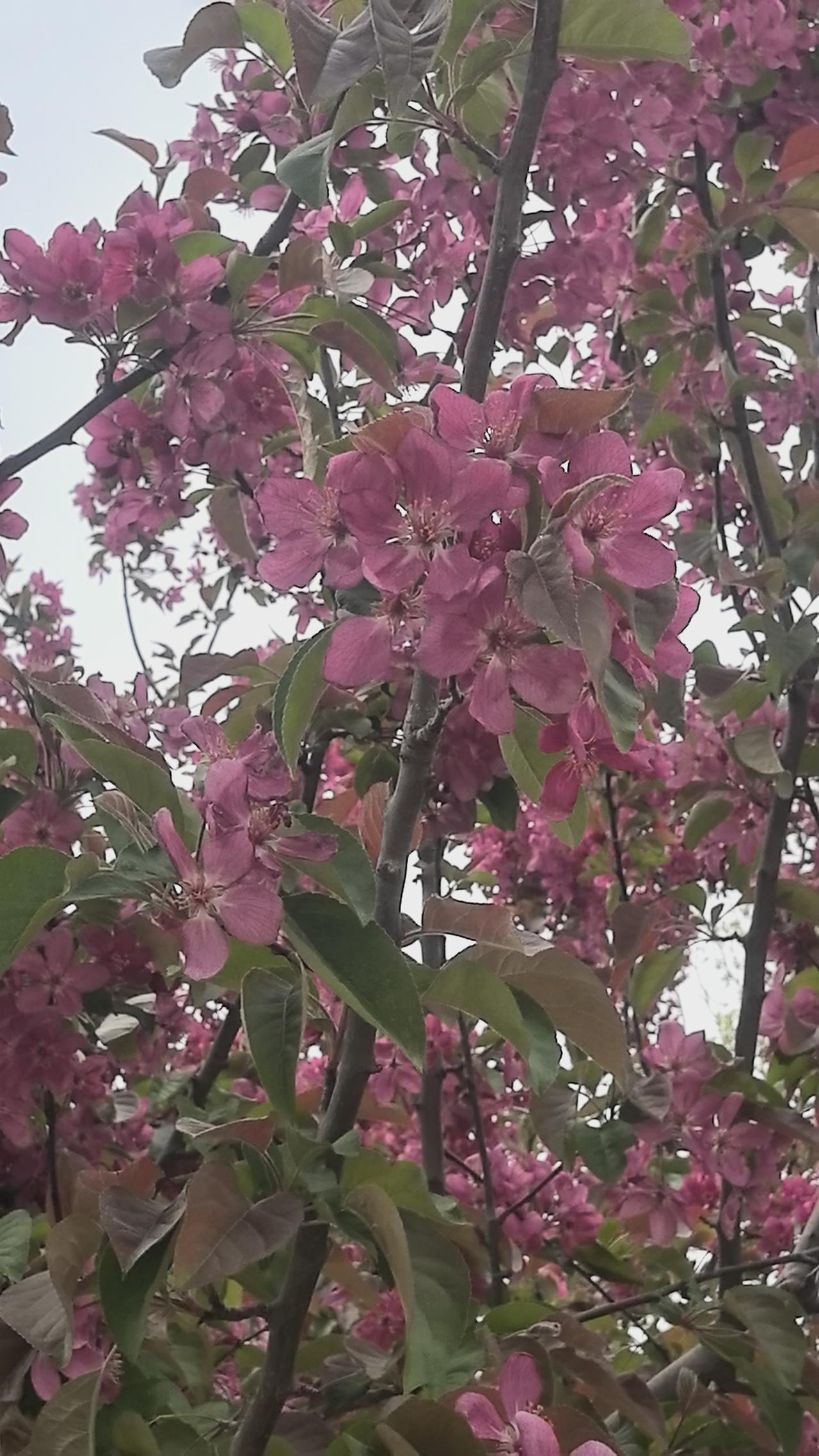 济南园博园的春天