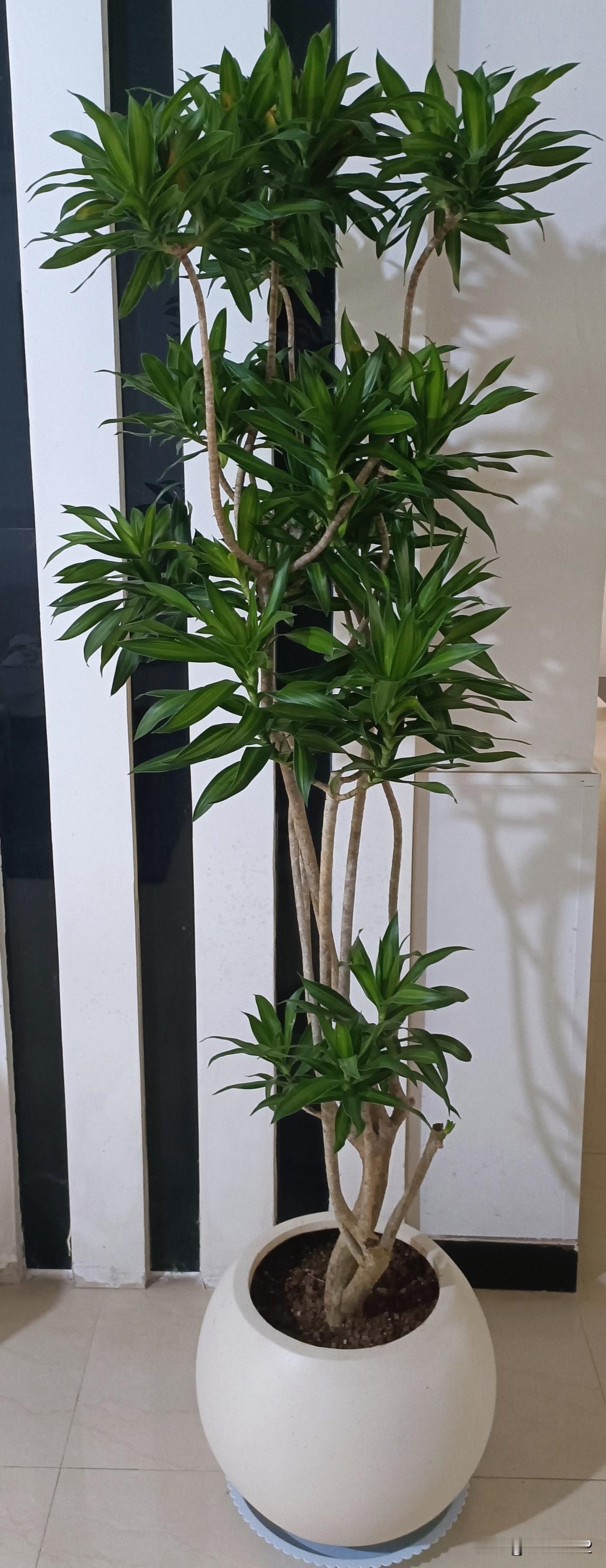 我爱养花草，现把我养的花花草草照片发几张，供大家欣赏。