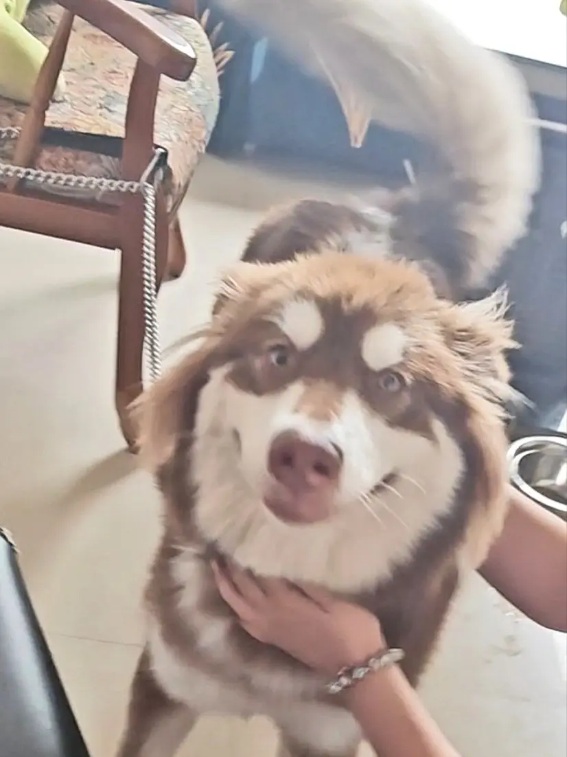 想看大家的微笑小狗，开心小狗🐶。     🤓