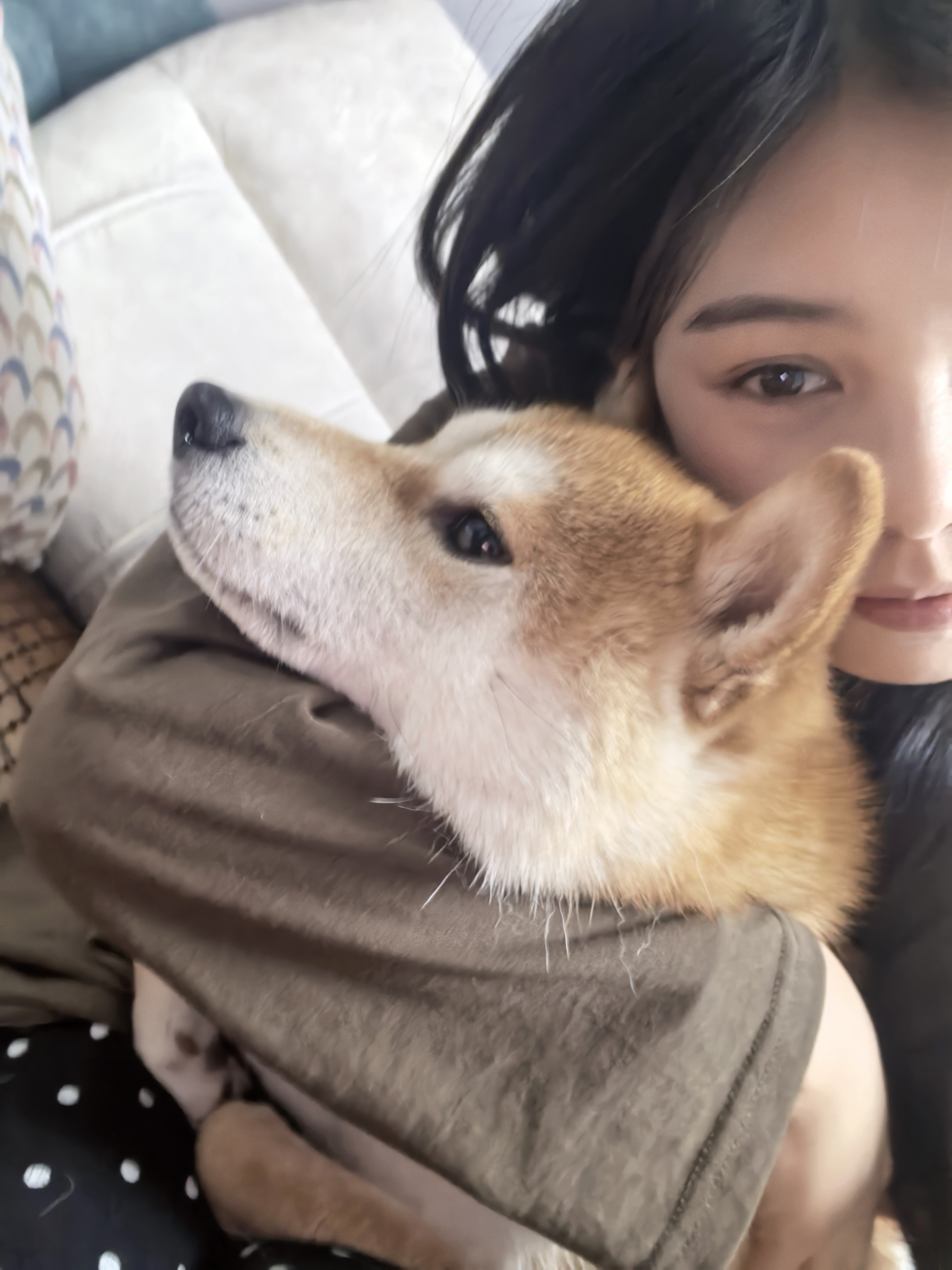 撸狗了，对狗毛不过敏