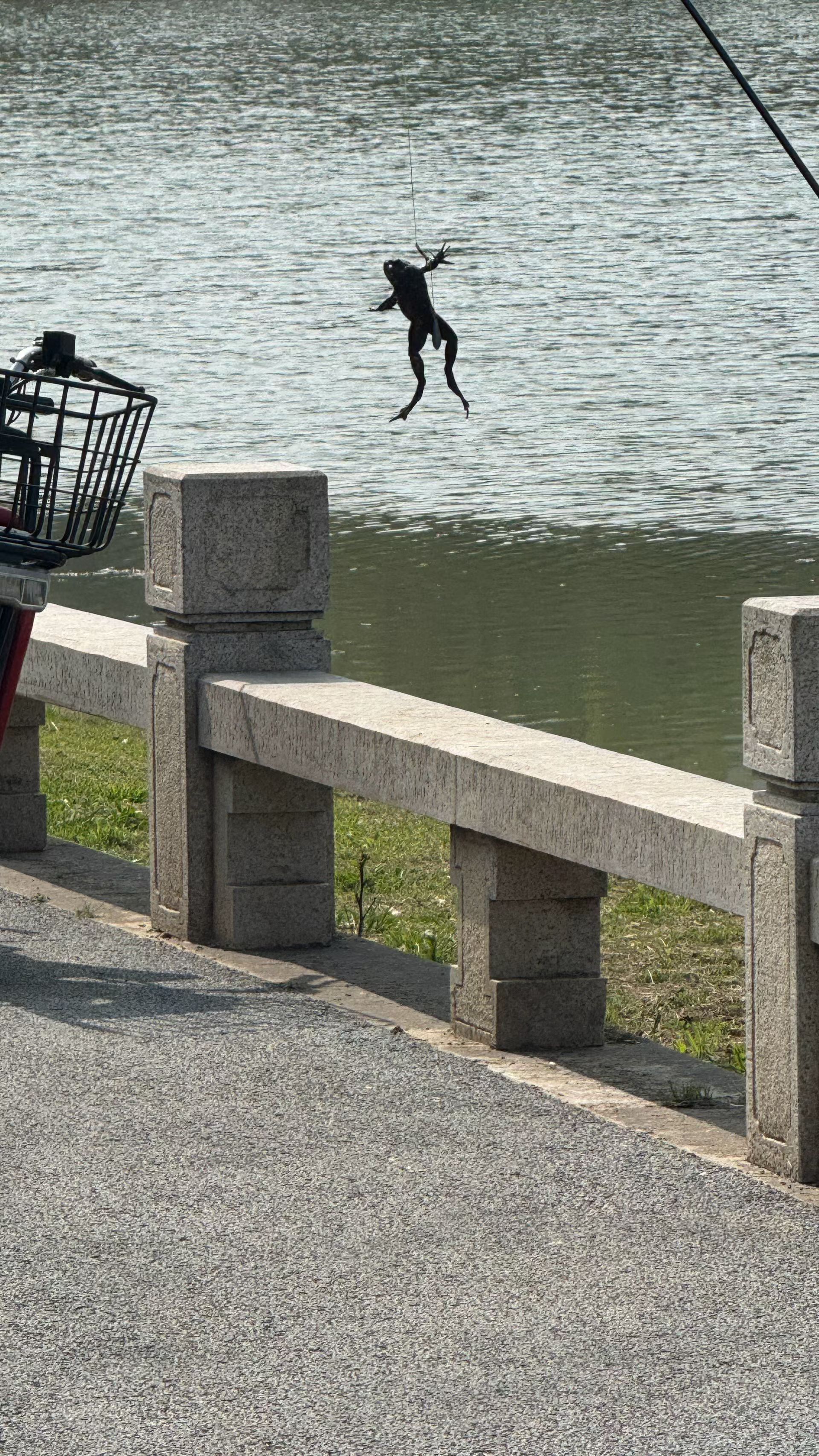 钓鱼钓上来个大蛤蟆