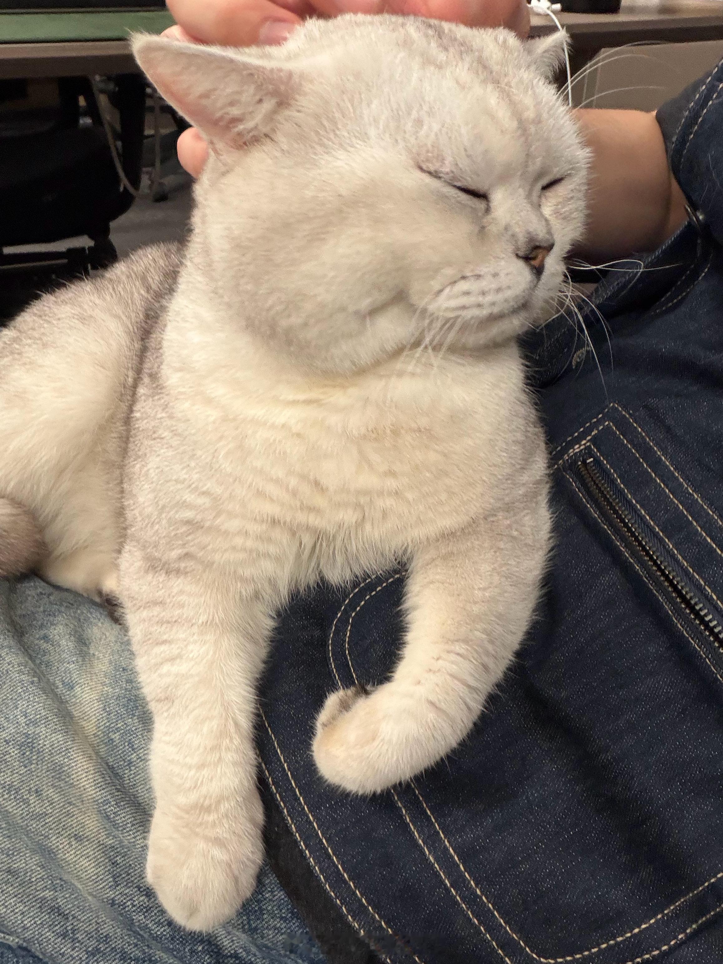 女子睡觉被15斤猫咪压致手腕骨折不说了已经习惯被同事骚扰啦