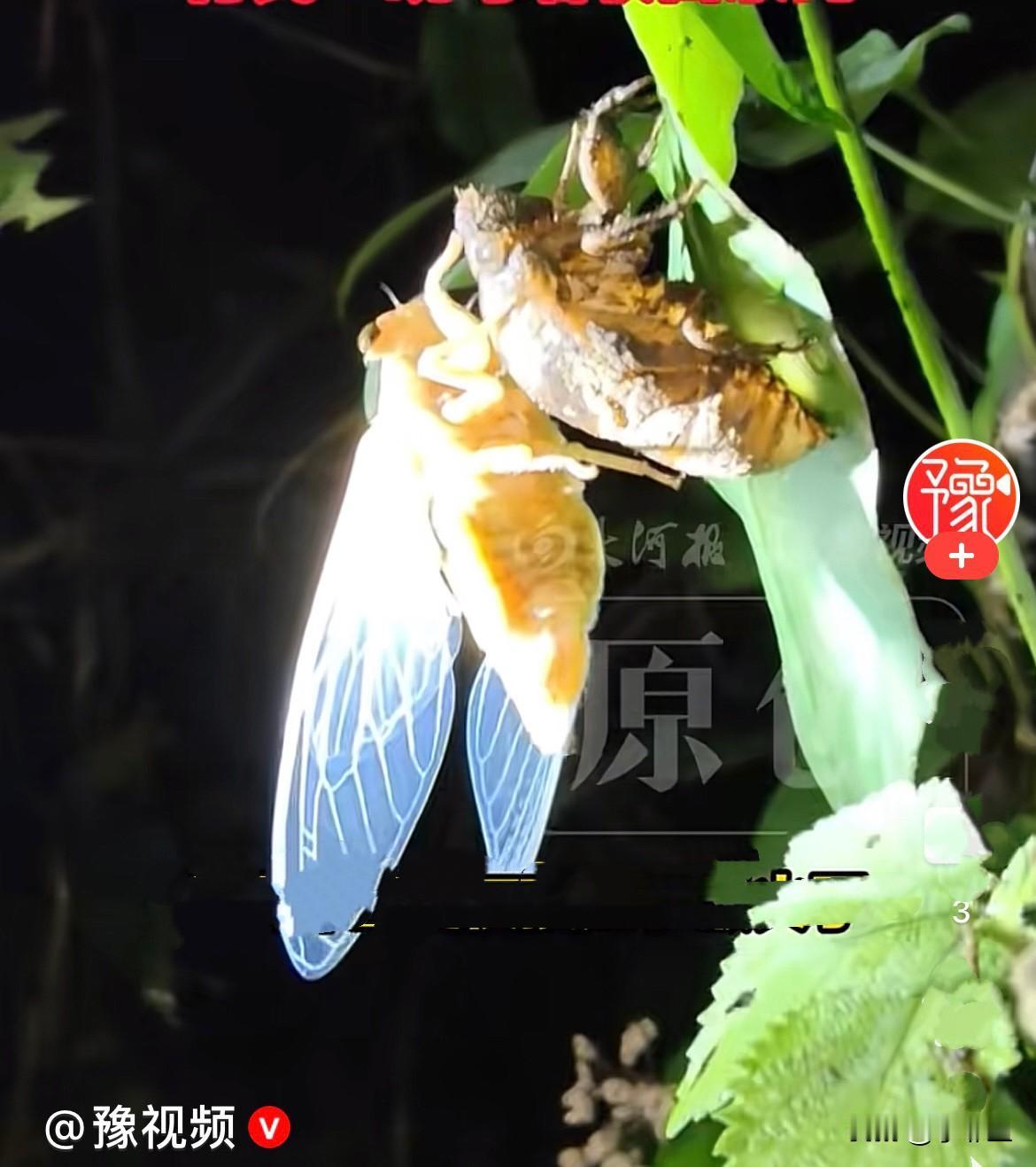 近日，郑州郊区的树林里每晚灯火通明，人山人海，甚至有不少人专门开车赶来，就为了一