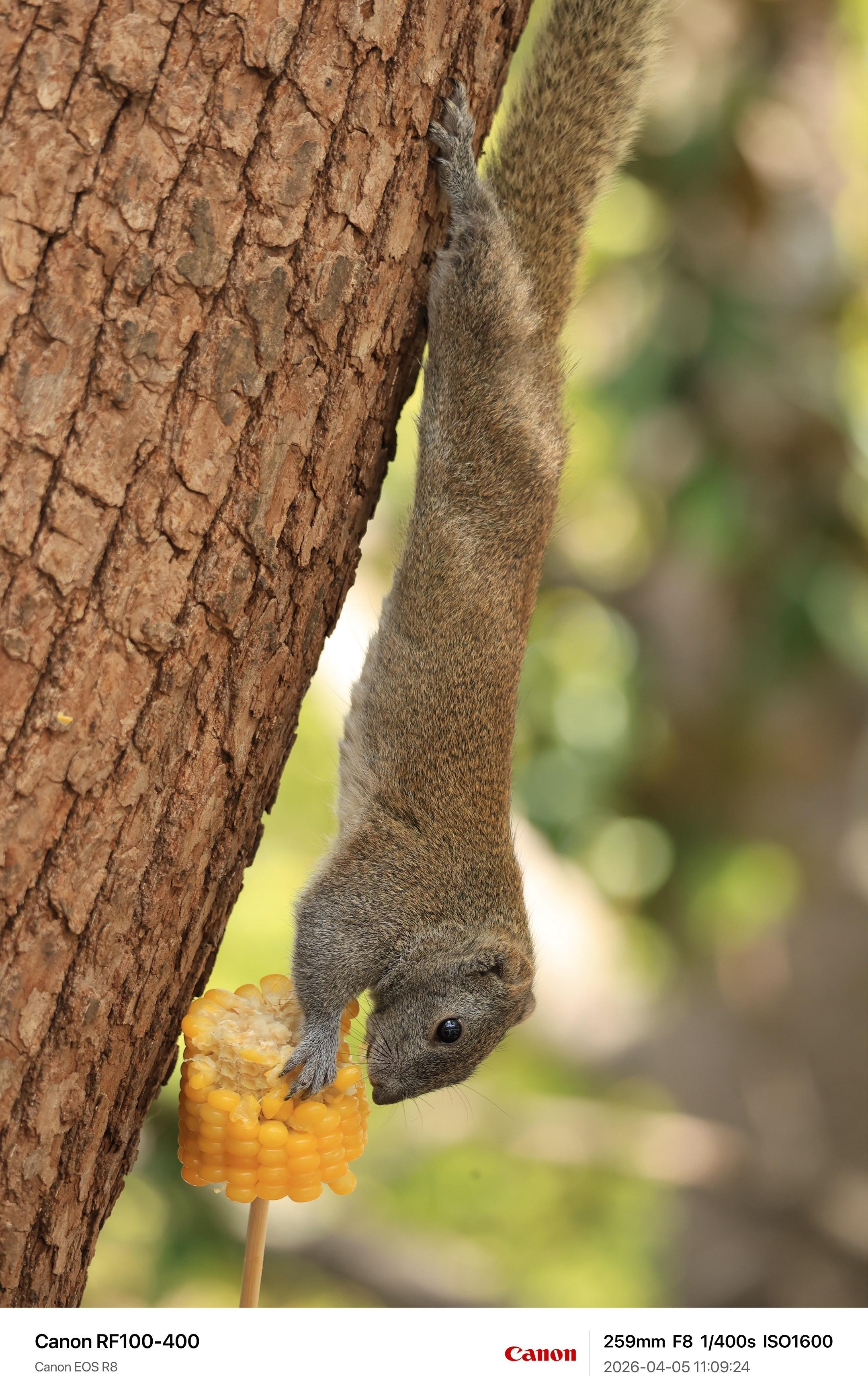 来西湖不就是为了拍小松鼠🐿️。佳能RF100-400也能轻轻松松数毛...