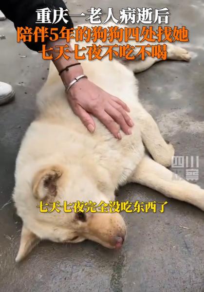看哭了！老人因病过世后，狗狗每天在家中到处寻找主人，8天拒绝进食，邻居只好告诉它