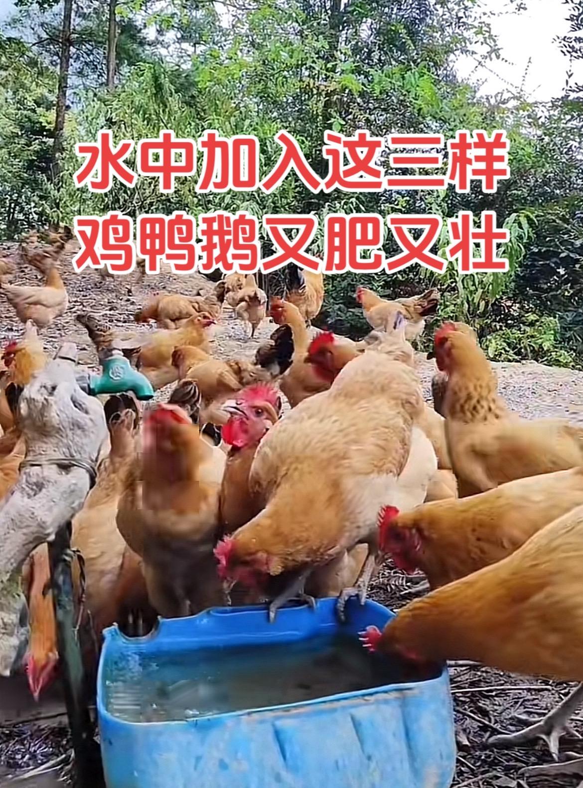 水中加入这三样，鸡鸭鹅又肥又壮服务三农支持三农 鸡鸭鹅养殖 生态散养土鸡 养鸡人