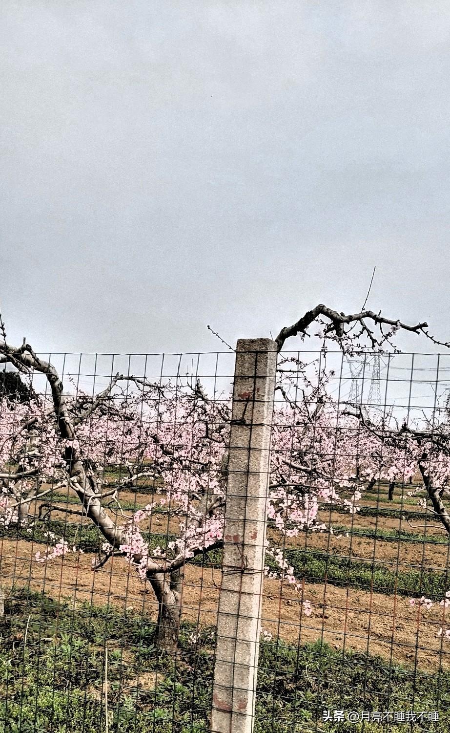 站在这片桃林前，风里都裹着粉嫩嫩的甜香。我伸手摸了摸围栏，指尖还沾着点泥土的潮气