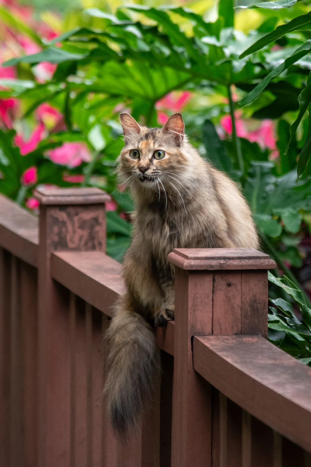 从这猫的表情上看出来惊讶😲