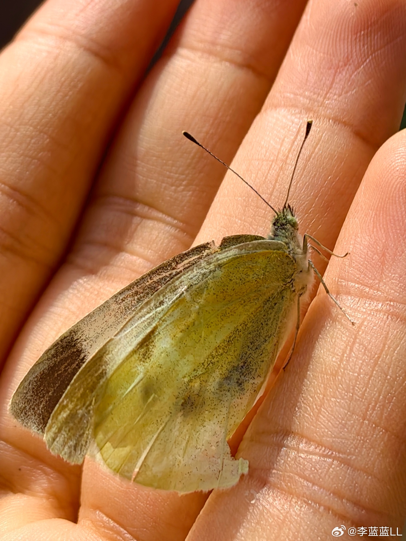 不小心被猫伤到的小蝴蝶🦋，没了完整的翅膀，它能好好活下去吗？ 