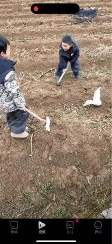 “笑不活了”两只鸭子被小朋友从鸭棚里捉出来，埋在田头，只露出两只鸭脖鸭头。外婆发