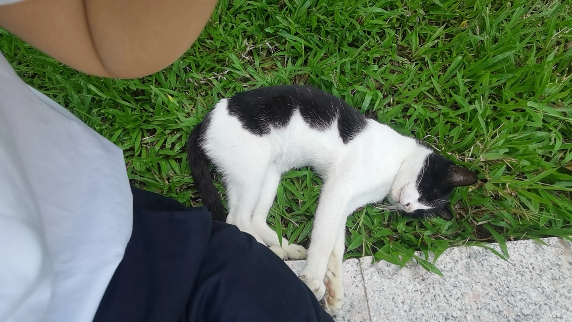 昨天拍的猫咪🐈