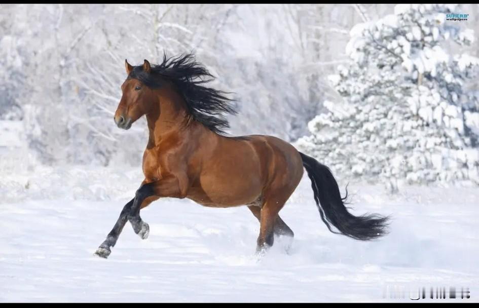 马年说马（散文）

春节临近，农历的马年就要到了。在我所住的这座城市里难得见到马