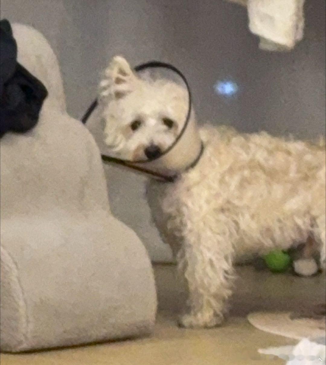 不呆戴着小灯罩就少了一只小耳朵的呆🐶 