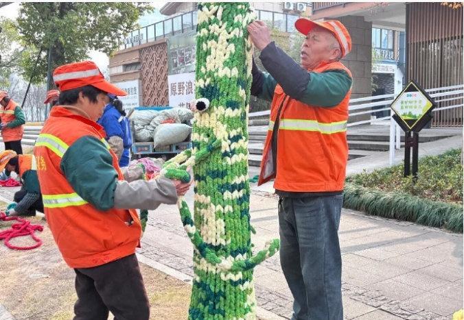 近日，黄岩桔源街 70 多棵行道树披上五彩 “毛衣”，同步实施涂白、缠防寒布防护